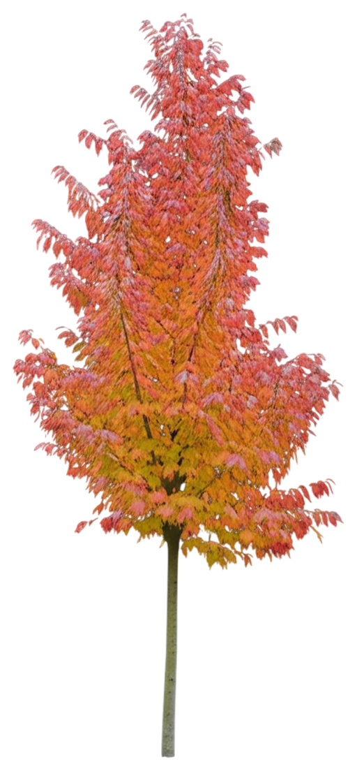 Persian Parrotia Tree Form (Parrotia Persica) - Growing Guide ...